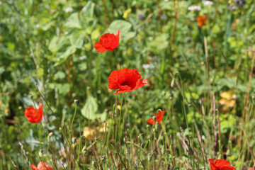 Beautiful wild poppy flower in the meadow