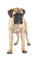 Obraz premium young bullmastiff in studio