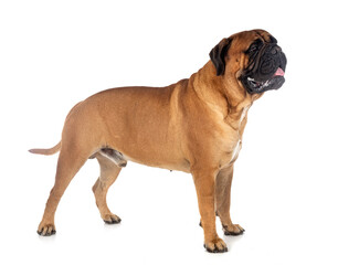 Obraz premium young bullmastiff in studio
