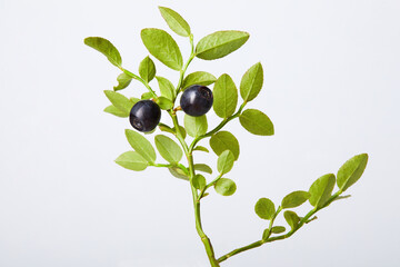 Twig of fresh blueberries on a white background