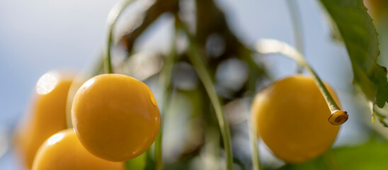 A branch of yellow Prunus avium bigarro with fruits, petioles and leaves. Close-up, narrow focus,...