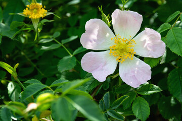 Closeup of a summer Dog-Rose flower