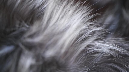 Real silver fox Fur background. Gray with black Fur clothes texture closeup. Soft and fluffy grey macro shot. Fluffy Texture surface Rotation. Backdrop. Slow motion. 4K UHD video