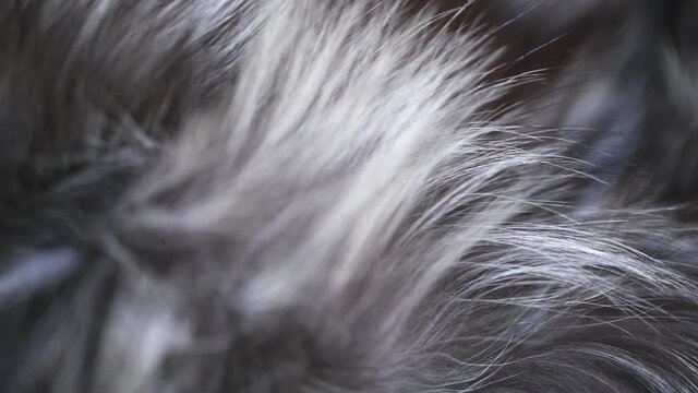 Real silver fox Fur background. Gray with black Fur clothes texture closeup. Soft and fluffy grey macro shot. Fluffy Texture surface Rotation. Backdrop. Slow motion. 4K UHD video