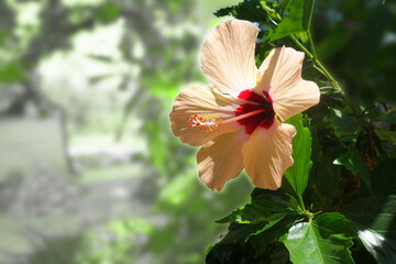 Hibiskus © Karin