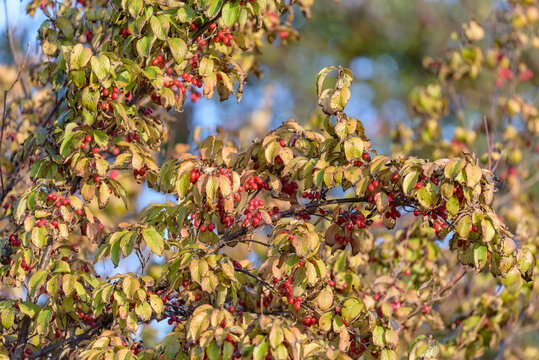 Red fruits of cornus officinalis, Ripe Japanese cornelian cherry, on the branch
