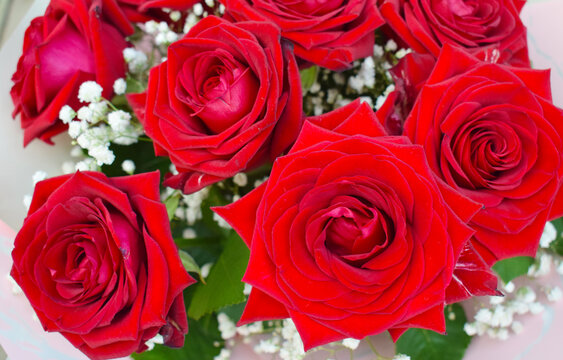 Beautiful red roses close-up, photo of real flowers