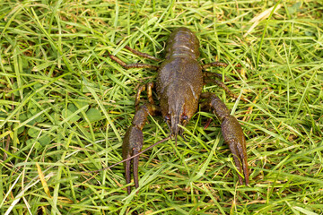 crayfish close-up on green grass
