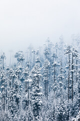 Snowfall in winter Manali in Himachal Pradesh, India - 362838255
