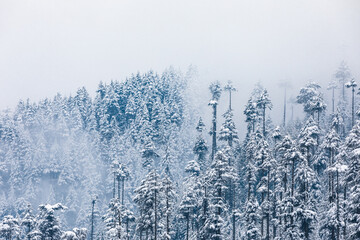 Snowfall in winter Manali in Himachal Pradesh, India - 362838452