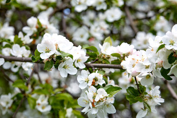 apple blossom in the garden
