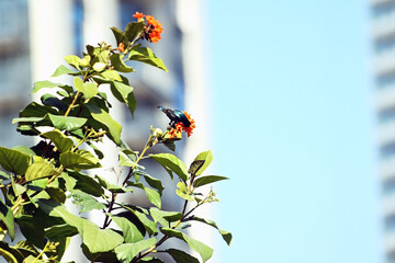 A shimmering blue Purple Sunbird, male (Cinnyris asiaticus) sipping nectar from the flowers of the...