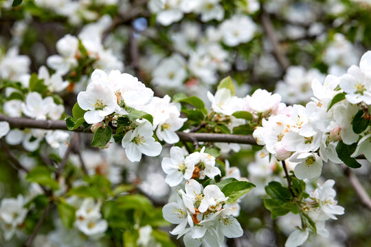 apple blossom in the garden