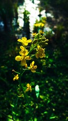 yellow flowers in the forest