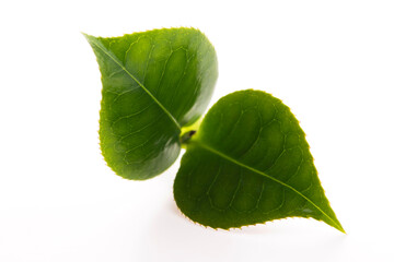 Fototapeta na wymiar Fresh tea leaves on white