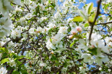 apple blossom in the garden