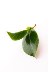 Fresh tea leaves on white