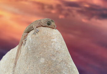 A small Gecko lizard resting on a rock at sunset