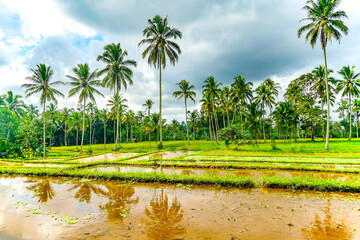 Obraz premium Balinese coconut trees and green rice paddy fields reflection in water