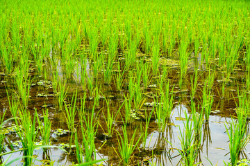 Obraz premium Green rice paddy field agriculture background