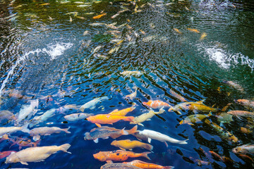 Peaceful and relaxation background of clear Carp or Koi fish pond reflection