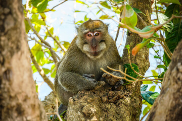 Portrait of a big furry male long-tailed macaque (Macaca fascicularis) in nature at Nusa Penida island, Bali, Indonesia