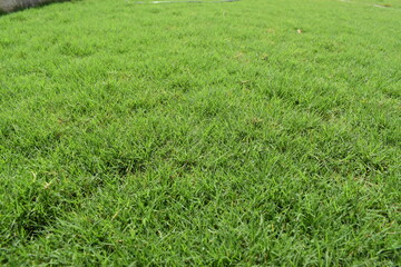 Nature, Plants, Flowers, Greenery, Sky, Sun, Freedom