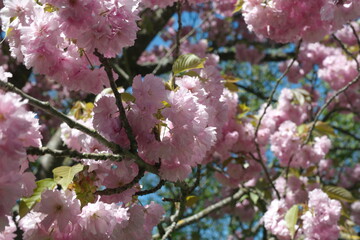 Fototapeta premium fields with wild flowers