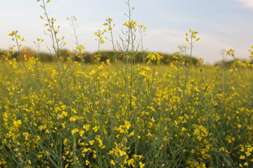 fields with wild flowers