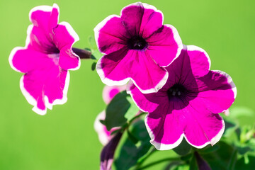 Fototapeta premium Petunia on a green background
