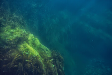 Naklejka na ściany i meble underwater landscape reef with algae, sea north, view in the cold sea ecosystem
