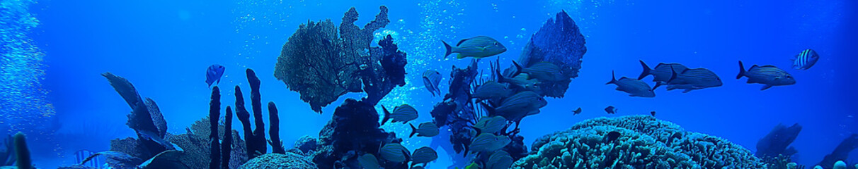 coral reef underwater landscape, lagoon in the warm sea, view under water ecosystem