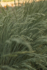 Cocksfoot bluegrass plant stalks field. Natural landscape