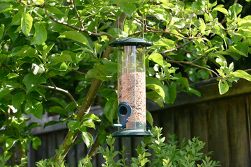 bird feeder in the garden