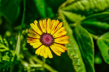 yellow dandelion flower