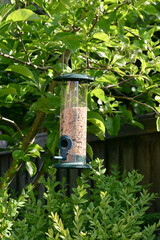 Bird feeder on a branch
