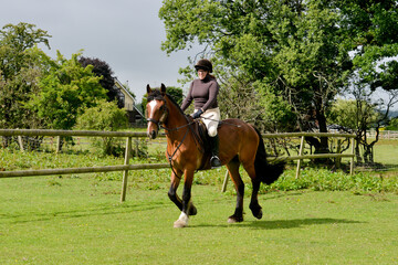 horse and rider on a summers day in a field