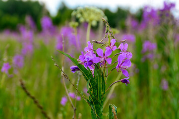 field of lavender