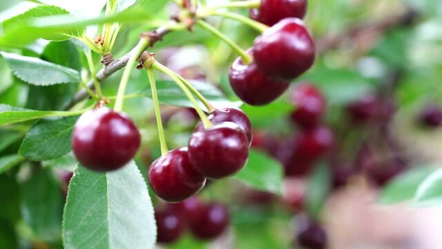 branch with ripe cherries on a sunny day