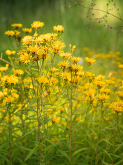 Obraz premium Wiese mit zahlreichen blühenden Pflanzen der echten Arnika (Arnica montana) im Sonnenlicht fotografiert.