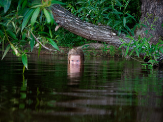 mermaid girls with blue eyes in green thickets in the water