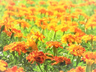 マリーゴールド