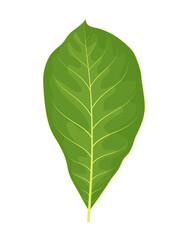 walnut leaf isolated on white, vector illustration