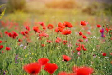 summertime meadow, colorful field of red wild summer poppy flowers at morning sunrise light, scenic nature landscape
