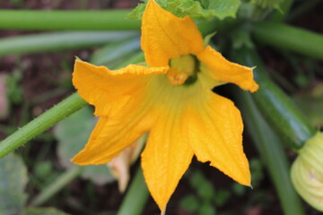 Yellow Flower