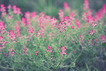 summer background, field of wild little flowers