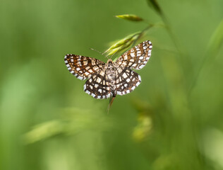 Obraz premium Ein Schmetterling (Klee-Gitterspanner - Chiasmia clathrata) sitzt mit seinen ausgebreiteten Flügeln an einen Grashalm.