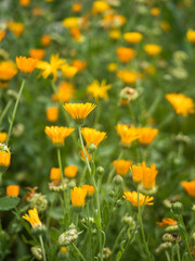 Wiese mit zahlreichen orange bl&uuml;henden Pflanzen der Ringelblume (Calendula officinalis).