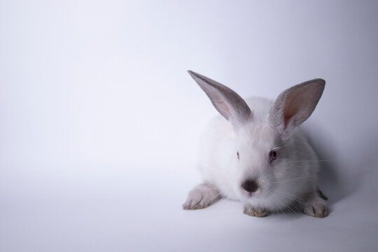 white rabbit, bunny with red eyes on a white background. Isolated. Copy space. High quality photo