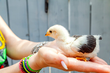 beautiful hen chicken sitting in a woman's hand
